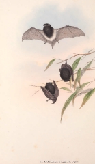 Pied Scotophilus bat color illustration