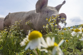 pig in pasture with flowers