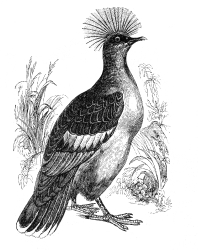 pigeon engraved bird illustration