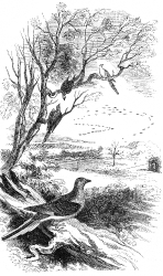 pigeons in trees engraved bird illustration