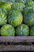 Pile of harvested watermelon  in wooden crate