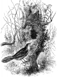 pinc pinc engraved bird illustration