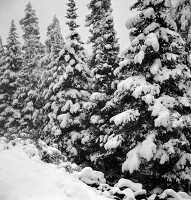 Pine trees covered with snow after early fall blizzard 1941