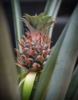 Pineapple growing on plant closeuo