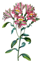 pink alstroemeria flower illustration