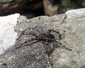 pink black spider on large rock