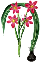 pink flower with bulb illustration