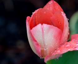 pink tulip with rain drops scattered on petals photo 