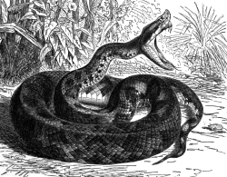 pit viper bw animal illustration