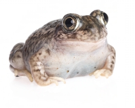 Plains spadefoot toad on white background