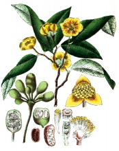 plant illustration annonaceae