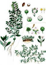 plant illustration elatineae