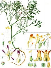 plant illustration fumariaceae