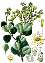 plant illustration guttiferae with flowers seeds