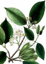 plant illustration hippocrateaceae