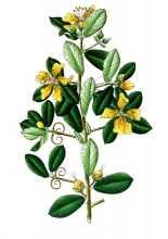 plant illustration hugoniaceae