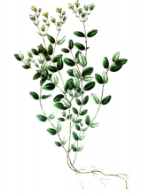 plant illustration hypericineae