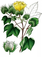 plant illustration malvaceae 2