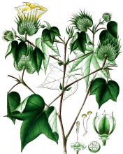 plant illustration malvaceae 3