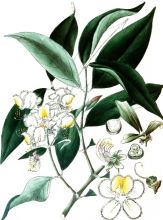 plant illustration malvaceae