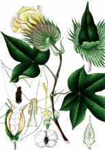 plant illustration malvaceae 4