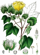 plant illustration malvaceae 5