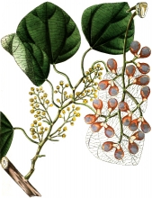 plant illustration menispermaceae