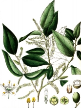 plant illustration olacinaea
