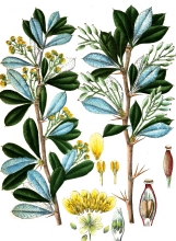 plant illustration seeds flowrs Berberidaceae