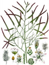 plant illustration tamariscineae