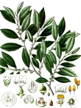 plant illustration ternstrcemiaceae 2