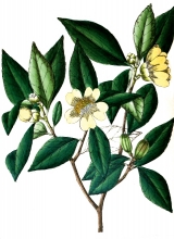 plant illustration ternstrcemiaceae