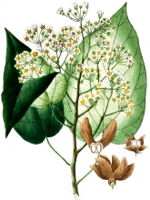 plant illustration tiliaceae 2