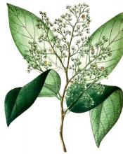 plant illustration tiliaceae