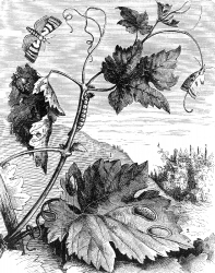 plants with butterfly eggs caterpillars illustration