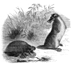 platypus duckbill illustration