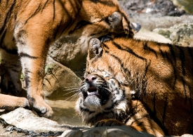 playful Sumatran tiger_5172