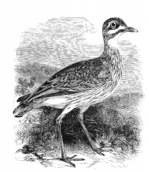 plover bird