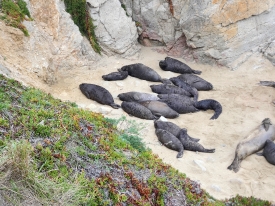 pod of weaned elephant seal pups