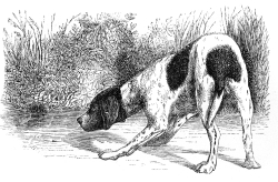pointer dog illustration
