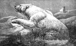 polar bear climbing on ice animal historical illustration