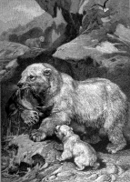 polar bear holding prey animal historical illustration