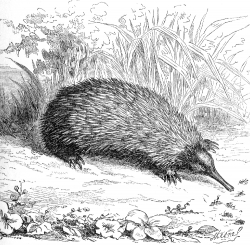 porcupine anteater illustration