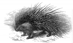 porcupine illustration