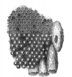 Portion of bee honeycomb illustration