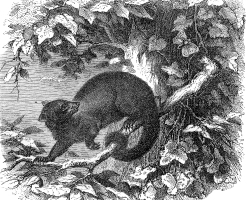 possum phalanger illustration