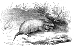 pouched rat illustration