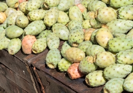 prickly pear cactus fruit for sale atlas mountains morocco7187a