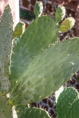 prickly pear cactus plant photo image 7060