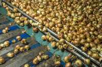 Processing of vidallai onions